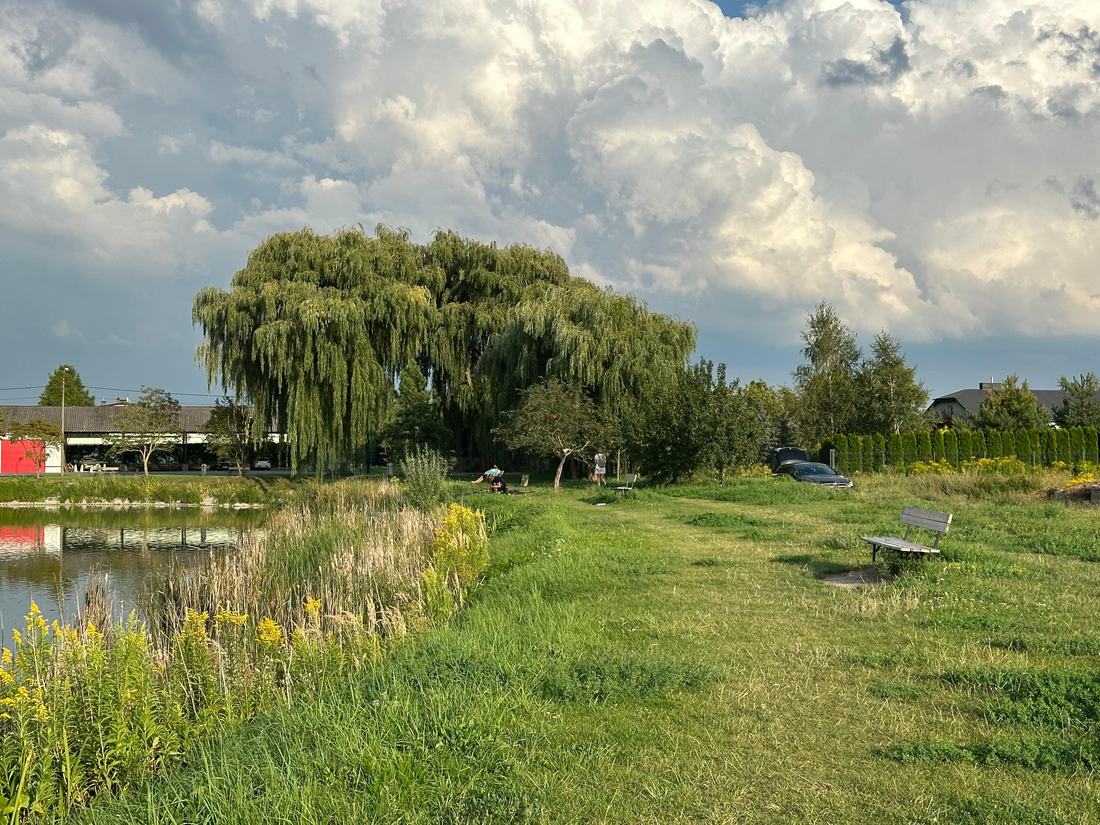 The mown bank of the pond with a single bench, a large willow and cars parked at the edge.